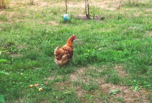 a brown chicken walking across a lush green field