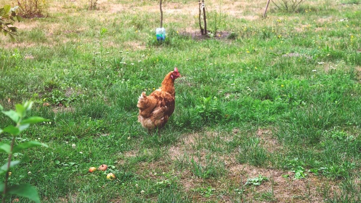 a brown chicken walking across a lush green field